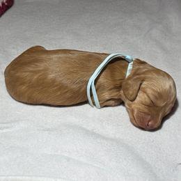 Jules - Cream female Dachshund puppy in Hazlehurst, Georgia from DrakeFire Dachshunds