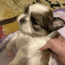 Shih Tzu Puppies from Simply Shih Tzu