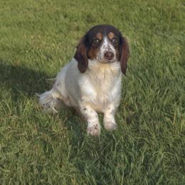 Dottie - Dachshund