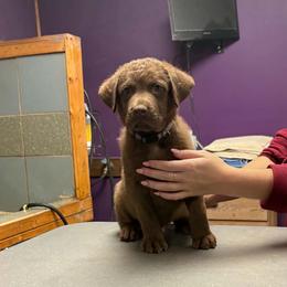 Grey - Light brown male Chesapeake Bay Retriever puppy in Plainwell, Michigan from Gun River Chesapeake Bay Retrievers