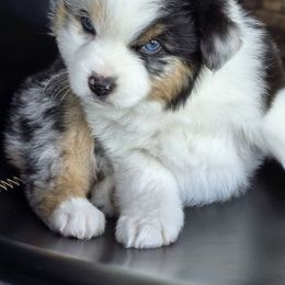 Dixie - Blue merle female Toy Australian Shepherd puppy in Powell Butte, Oregon from Willow Lane Ranch