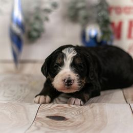 K2 Tri Color Female - Tri-color female Bernedoodle puppy in Eureka, Illinois from Joley Aire Family Dogs