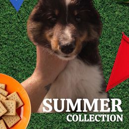 Blaze- Blair - Black white and tan female Shetland Sheepdog puppy in New York, New York from GrapeView Shetland Sheepdogs