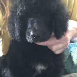 Poodle Puppies from Family Standards Texas