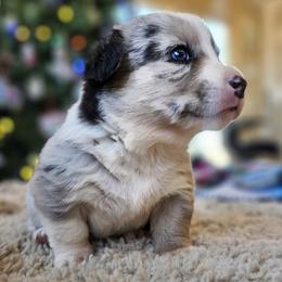 AKC - Quad Clear Merle - Boy 2 - Blue merle and white male Cardigan Welsh Corgi puppy in Tombstone, Arizona from WeVolution Off-Grid