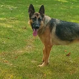 German Shepherds from Hesse German Shepherds LLC