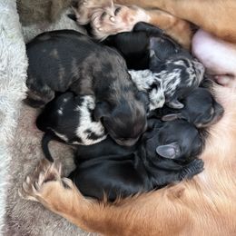 Dachshund Puppies from Dachshund Farms