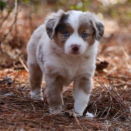 Annie - RMF1 - Red merle female Miniature Australian Shepherd puppy in Nacogdoches, Texas from TK Standard, Mini, & Toy Aussies