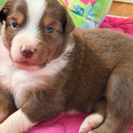 Apple - Red tri female Miniature Australian Shepherd puppy in Gatesville, Texas from Southern Promise Aussie’s