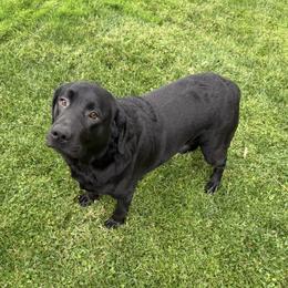 Labrador Retriever puppies from Sweetheart Labradors