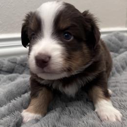 Australian Shepherd Puppies from Wylie Mini Aussies