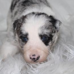 Whimsy - Blue merle female Border Collie puppy in Cedartown, Georgia from Ferguson Border Collies
