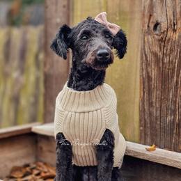 Pixie - Black and white female Aussiedoodle puppy in Centreville, Mississippi from Trin's Designer Doodles