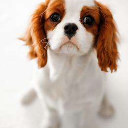 Cavalier King Charles Spaniel Puppies from Cavalier & Co.
