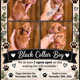 Sunshines Fall Harvest Boys Acorn - Red male Cavapoo puppy in Harrah, Oklahoma from Sunshines Pomeranians & Cavapoos
