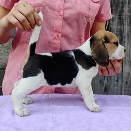 Sandy - Black tan and white female Beagle puppy in Colville, Washington from Rosehaven Homestead