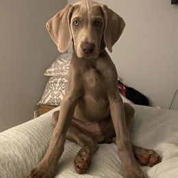 Weimaraner Puppies from Silver Spoon Weimaraners