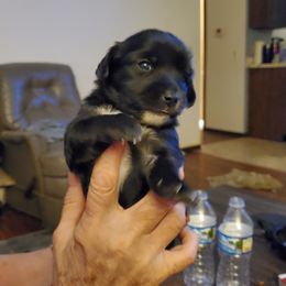 Chip - Black male Chihuahua puppy in Madison, Wisconsin from Lynda Pups