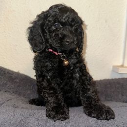 Girl 1 - Black female Cockapoo puppy in California from Central Valley Scotties