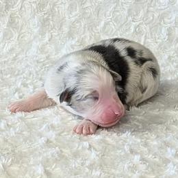 Scout - Blue merle male Australian Shepherd puppy in Falcon, Missouri from Edge Farm LLC