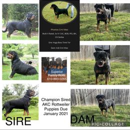 Rottweiler puppies from Superior Family Kennels
