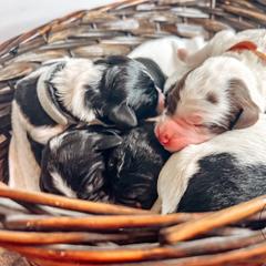 Labradoodle and Poodle Puppies from Lake City Poodles & Doodles