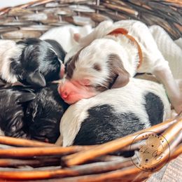 Labradoodle and Poodle Puppies from Lake City Poodles & Doodles