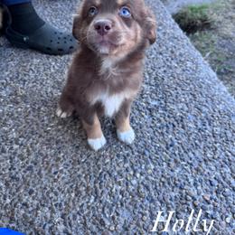 Holly - Red tri female Miniature Australian Shepherd puppy in Corpus Christi, Texas from Elite Miniature Australian Shepherds