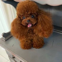 Yoya - Poodle