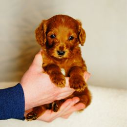 Gus - Red  male Goldendoodle puppy in Washington from Doodle Love