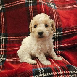 Tinsel - Cream female Poodle puppy in Mapleton, Utah from Caboodles Of Poodles