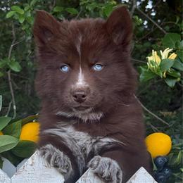 Briar - Red and white female Siberian Husky puppy in Tulsa, Oklahoma from EvergreenEliteKennel