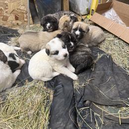 Great Pyrenees, Mastiff, and Pug Puppies from Pam’s Perfect Pugs