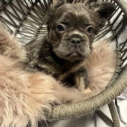 French Bulldog Puppies from SoCalFamilyFrenchies, Doodles and more