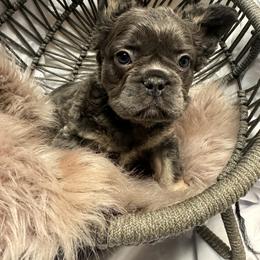 French Bulldog Puppies from SoCalFamilyFrenchies, Doodles and more