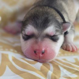 Black - Sable and white female Alaskan Malamute puppy in Independence, Virginia from New River Valley Malamutes