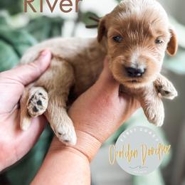 River - Apricot male Goldendoodle puppy in Jacksonville, Florida from First Coast Goldendoodles