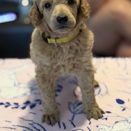Evie - Apricot female Poodle puppy in Brooksville, Florida from Ariella Standard Poodles & Chinese Cresteds