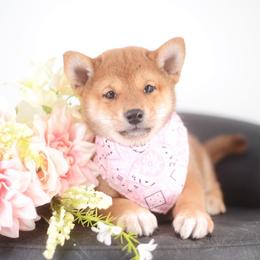 Namiho - Red female Shiba Inu puppy in Neosho, Missouri from Sunny Terrace Shibas