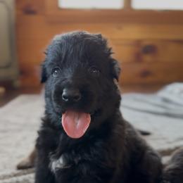 Gator - Black male German Shepherd puppy in Garland, Maine from Vom Schön Traumhund