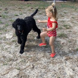 Poodle Puppies from Stunningly Sweet Standards
