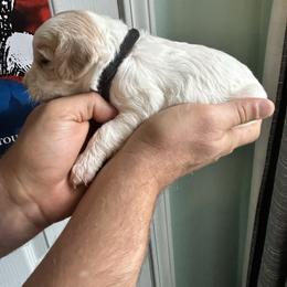 'Ma' Bailey - Parti female Goldendoodle puppy in China Grove, North Carolina from Lasting Legacy Family Dogs
