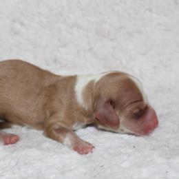 Carmella - Piebald female Dachshund puppy in Powderly, Texas from Kuttin’ Up Mini Aussies