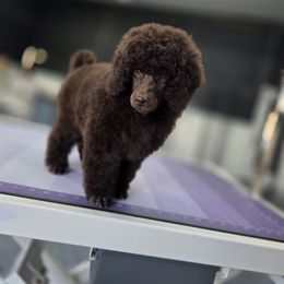 Butterfinger - Brown male Poodle puppy in Parker, Colorado from Pawsh K9’s