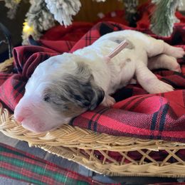 Light pink - Merle female Bernedoodle puppy in Millsap, Texas from Gaston’s Posh Poodles and Doodles