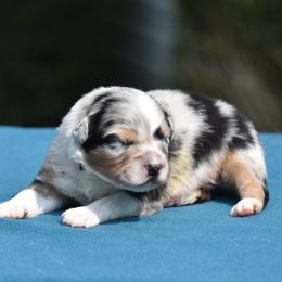 Boy 2 - Blue merle male Australian Shepherd puppy in Pilot, Virginia from Obsidian Australian Shepherd