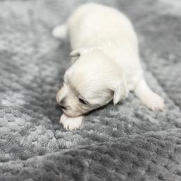Girl 1 - female Maltese puppy in Beebe, Arkansas from Cedar Hill Kennel