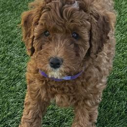Goldendoodle Puppies from Anna Liu