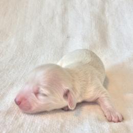 Simon - Cream male Dachshund puppy in Sebring, Florida from Mini Weenies