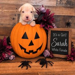 Sarah - White female Boxer puppy in Grove City, Ohio from Krieger Family Boxers